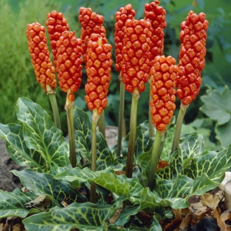 Arum italicum (Gigaro italiano / Italian Lords and Ladies)