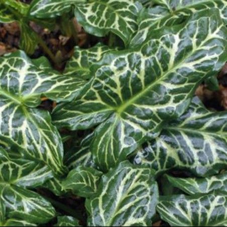 Arum italicum (Gigaro italiano / Italian Lords and Ladies)