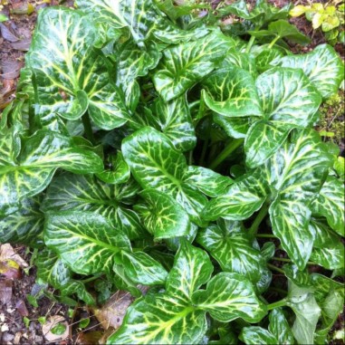 Arum italicum (Gigaro italiano / Italian Lords and Ladies)