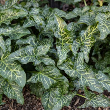 Arum italicum (Gigaro italiano / Italian Lords and Ladies)