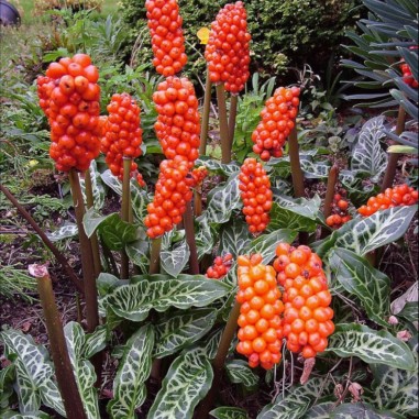 Arum italicum (Gigaro italiano / Italian Lords and Ladies)