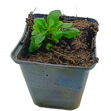 Lobelia syphilitica