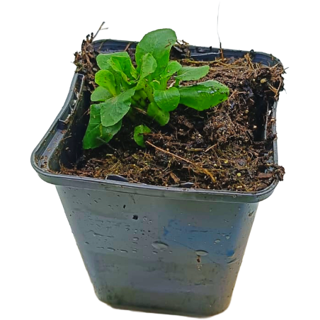 Lobelia syphilitica