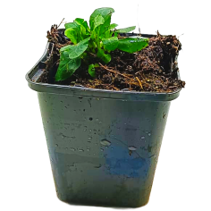 Lobelia syphilitica