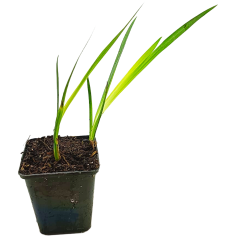Iris pseudacorus (Yellow flag)