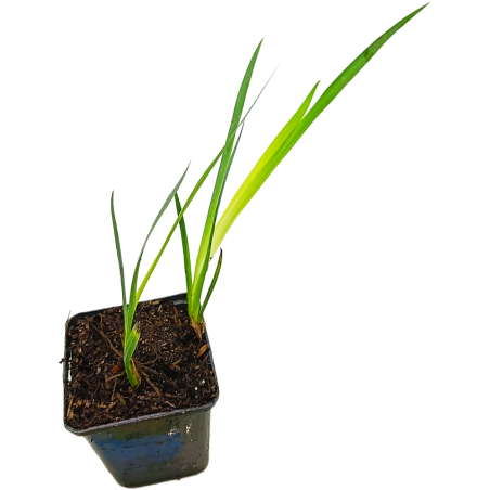 Iris pseudacorus (Yellow flag)