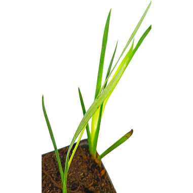 Iris pseudacorus (Yellow flag)
