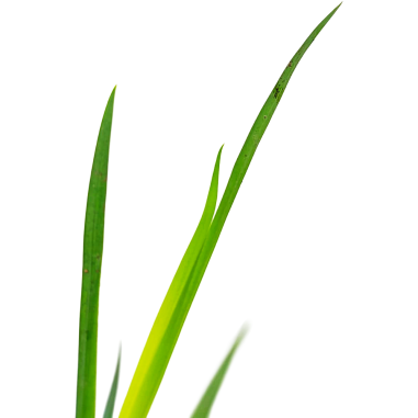 Iris pseudacorus (Yellow flag)