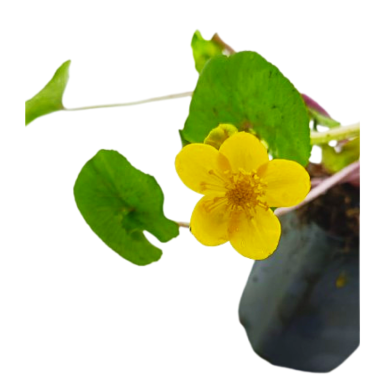 Caltha palustris (Marsh marigold)
