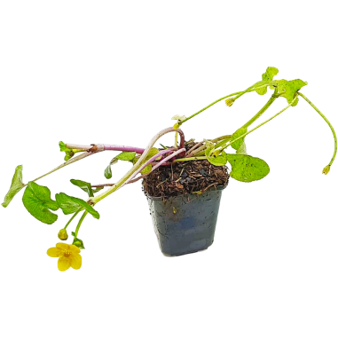 Caltha palustris (Marsh marigold)