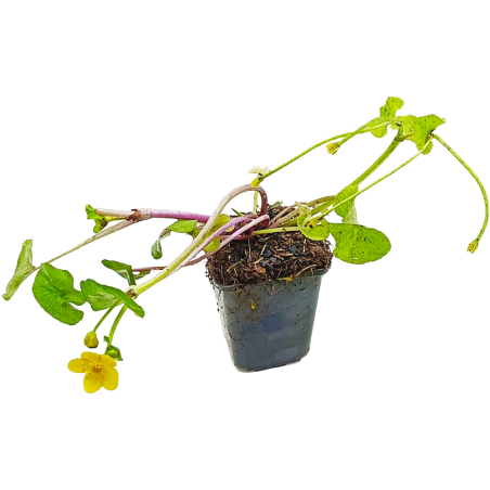 Caltha palustris (Marsh marigold)