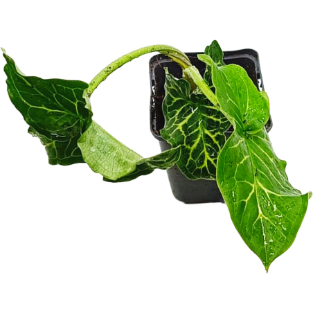 Arum italicum (Gigaro italiano / Italian Lords and Ladies)