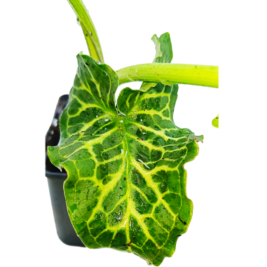 Arum italicum (Gigaro italiano / Italian Lords and Ladies)