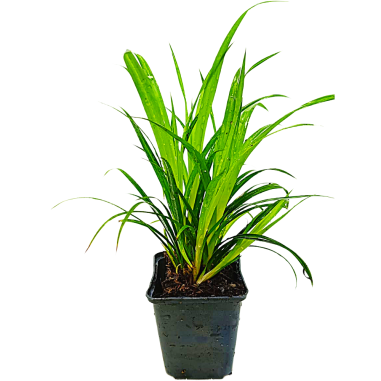Carex pendula