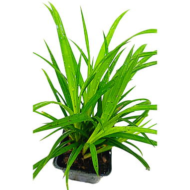 Carex pendula