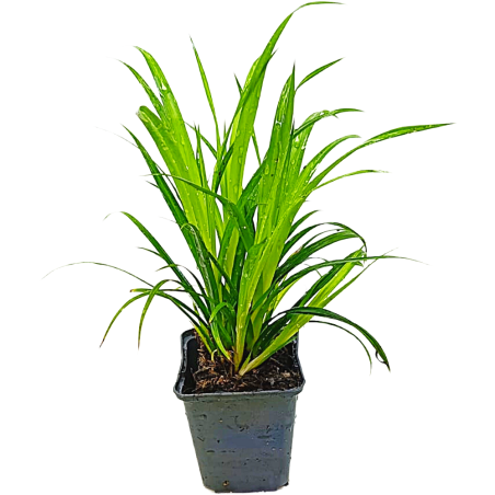 Carex pendula
