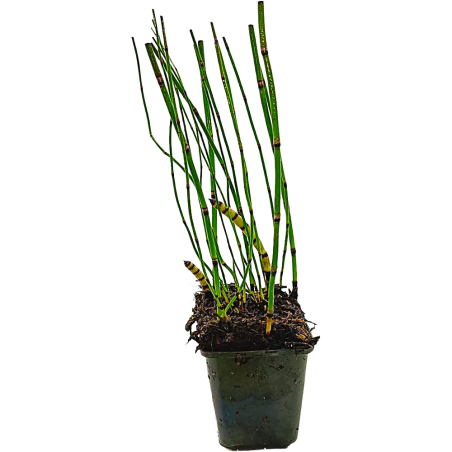 Equisetum japonicum