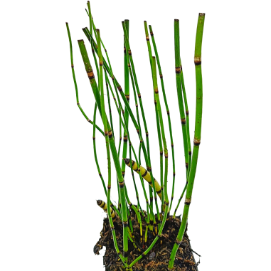 Equisetum japonicum