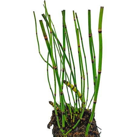 Equisetum japonicum