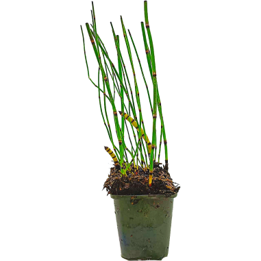 Equisetum japonicum