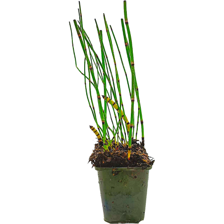Equisetum japonicum