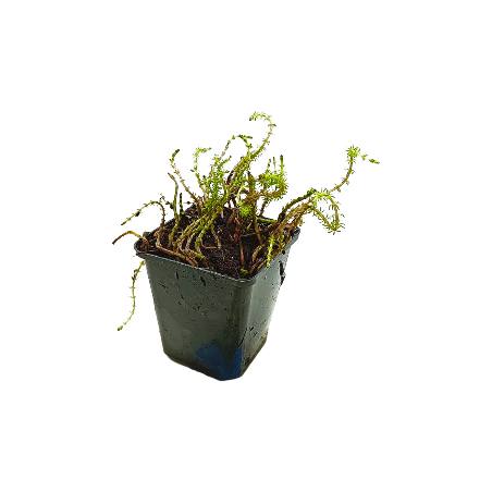 Hippuris vulgaris