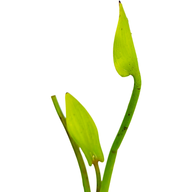 Pontederia cordata 'lanceolata' (Pickerelweed blue)