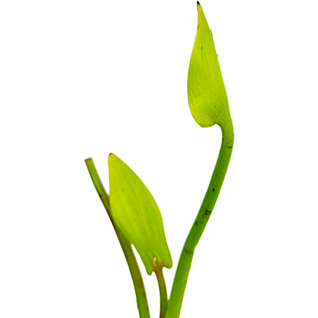 Pontederia cordata 'lanceolata' (Pickerelweed blue)