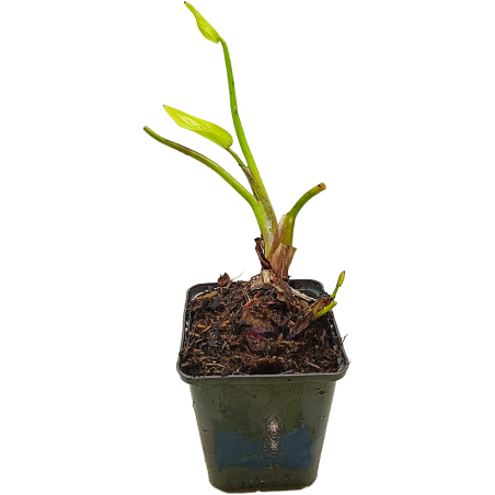 Pontederia cordata 'lanceolata' (Pickerelweed blue)