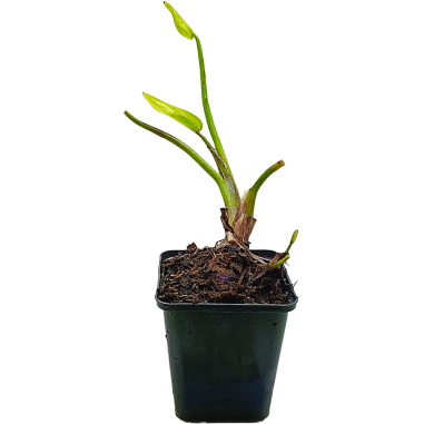Pontederia cordata 'lanceolata' (Pickerelweed blue)
