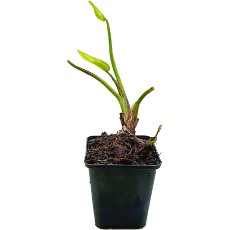 Pontederia cordata 'lanceolata' (Pickerelweed blue)