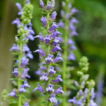 Lobelia syphilitica