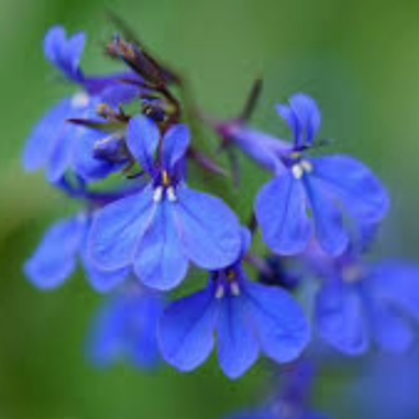 Lobelia syphilitica