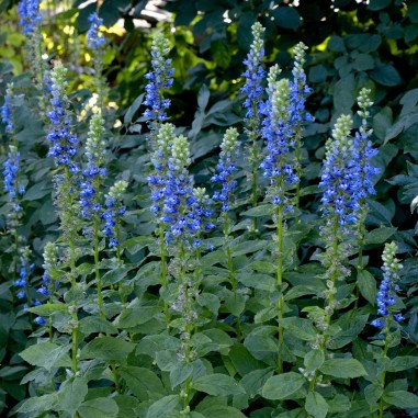Lobelia syphilitica