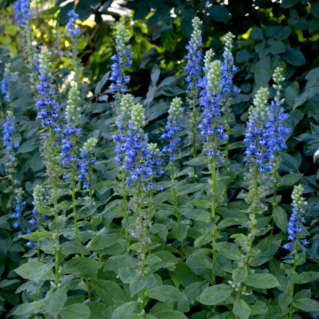 Lobelia syphilitica