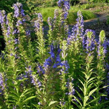 Lobelia syphilitica