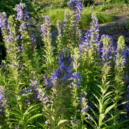 Lobelia syphilitica