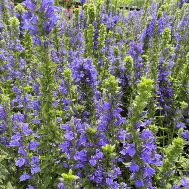 Lobelia syphilitica