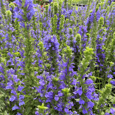 Lobelia syphilitica