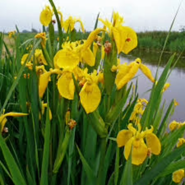 Iris pseudacorus (Yellow flag)