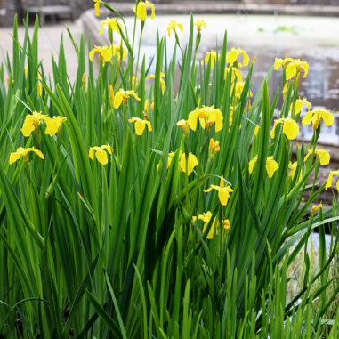 Iris pseudacorus (Yellow flag)