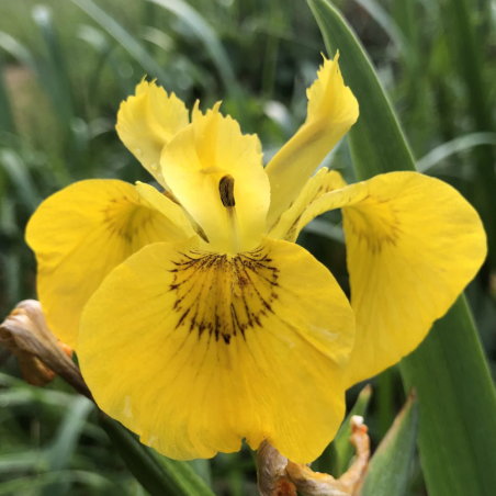 Iris pseudacorus (Yellow flag)