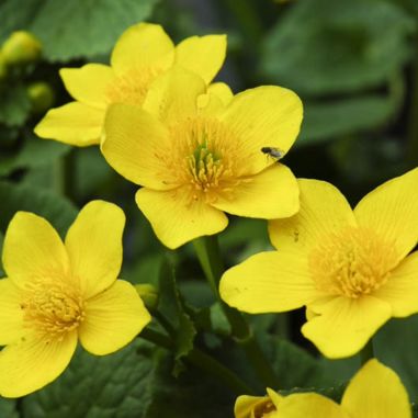 Caltha palustris (Marsh marigold)