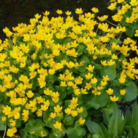 Caltha palustris (Marsh marigold)