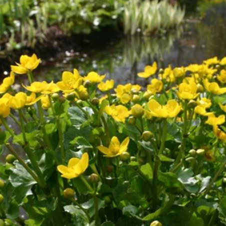 Caltha palustris (Marsh marigold)