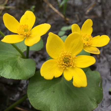 Caltha palustris (Marsh marigold)