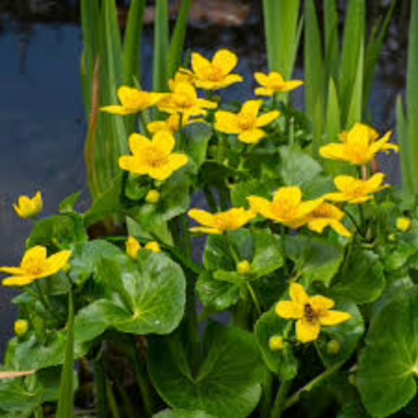 Caltha palustris (Marsh marigold)