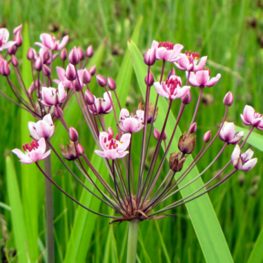 Butomus umballatus (Swanflower)