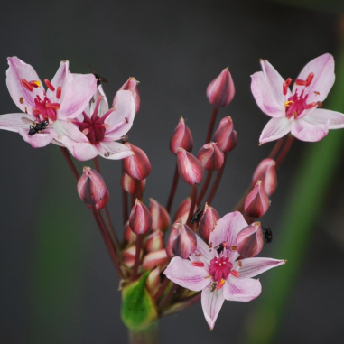 Butomus umballatus (Swanflower)
