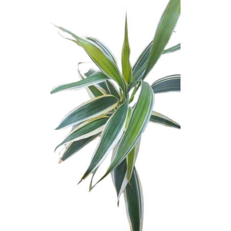 Dracaena sanderiana (verde/bianco)